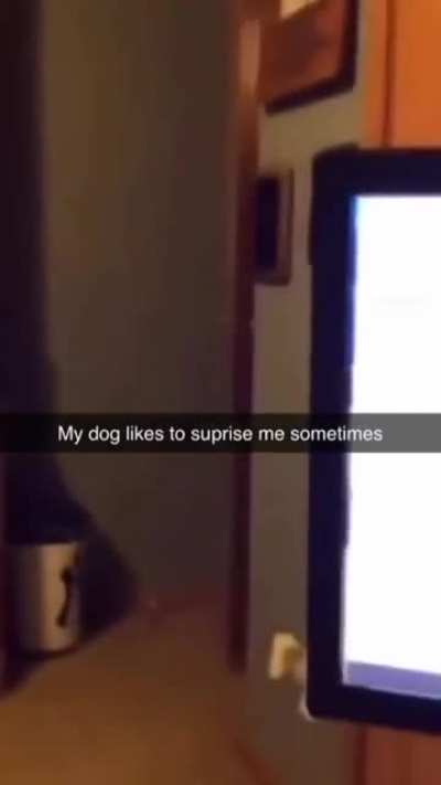 Perro