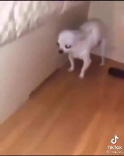 Dog eats pills and regrets it