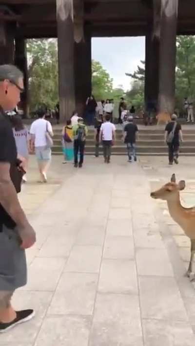 Meanwhile in Japan....