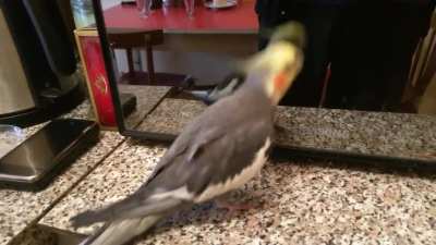 Parrot tribal dance