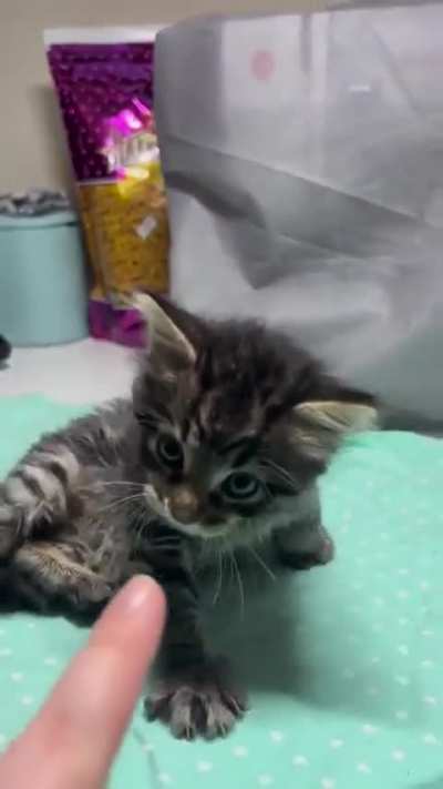 Furrrocious