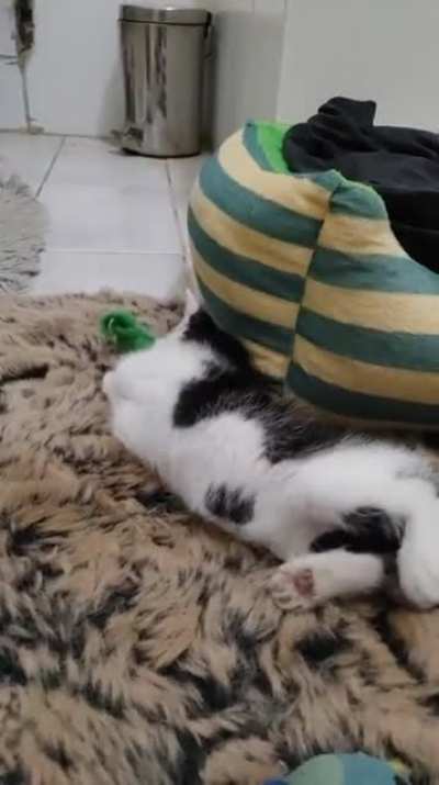 Warning violent content. Perpetrator got thrown upside down by attacking mouse.