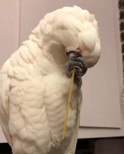 Scratching those itches with pasta