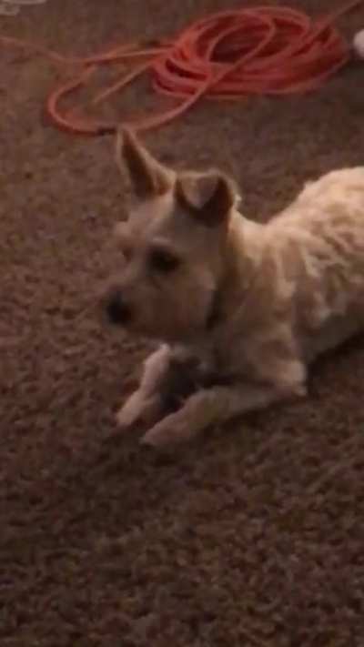 My poor dog