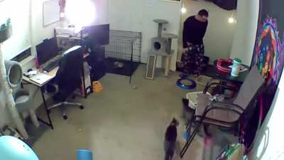 Cat goes ballistic