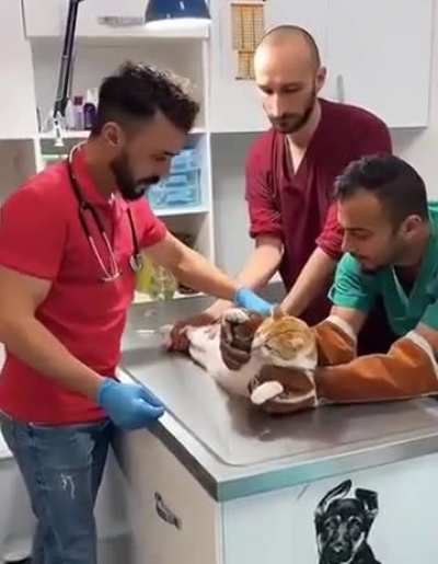 Cat not having a great day
