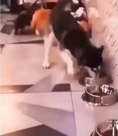 Greedy asshole