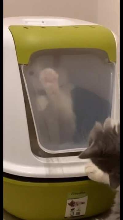 gato sendo burrinho :p !!!talvez tenha copyright no v&iacute;deo!!!