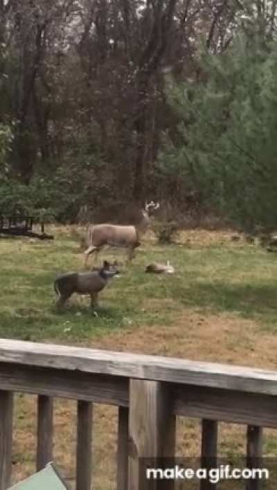You ok deer?