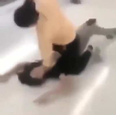 Sneak 100