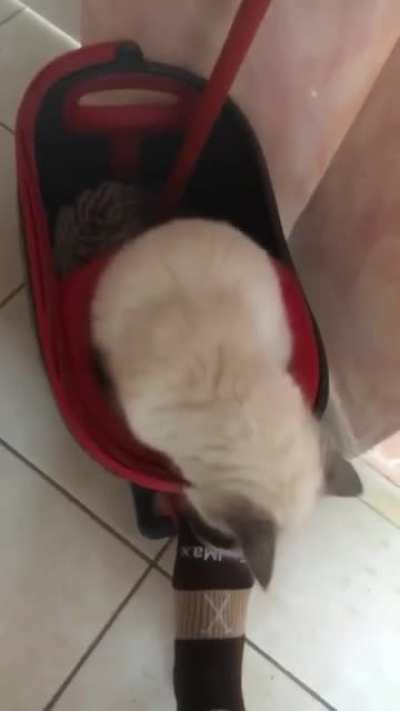 Cat madness
