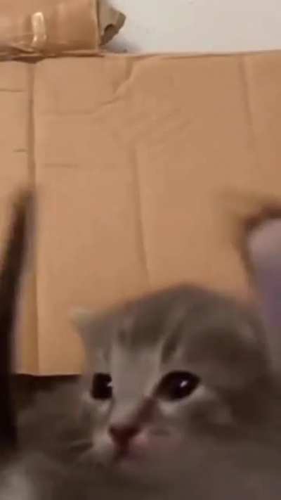 What a cute cat!