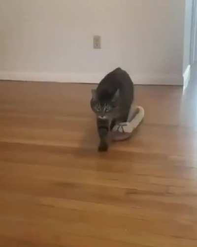 Professional catwalk model