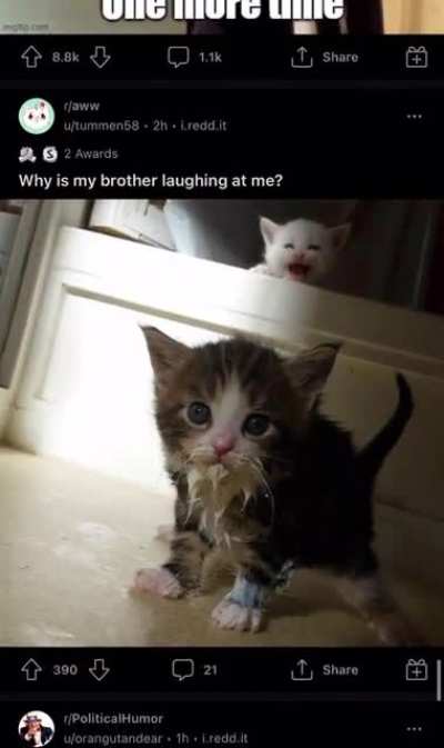Blursed kitty