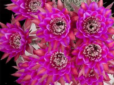 Mesmerizing timelapse of cacti flowers in bloom [GIF] [00:6]