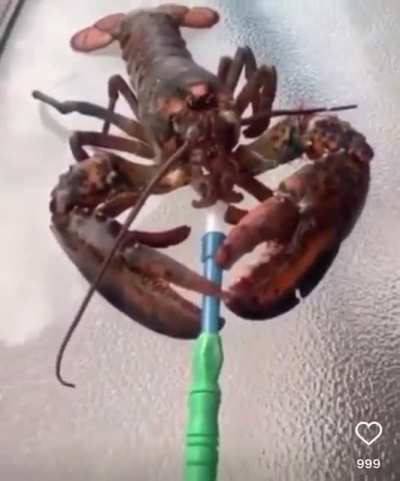 El amigo marisco