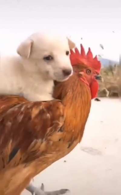 chicken uber