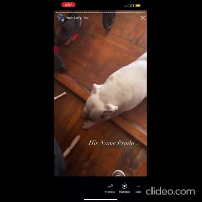 Abusive dog owner gets beaten up