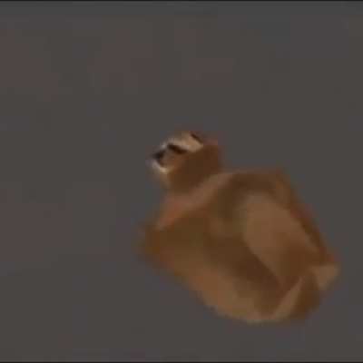When the floppa flies to the moon! :flushed: