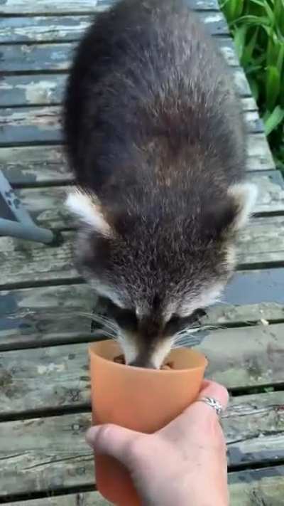 Civilized momma trashpanda (she&rsquo;s wet from drinking in the pond)