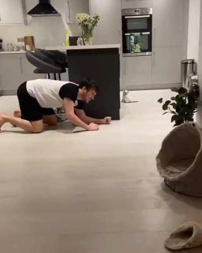 Little kitty jumps