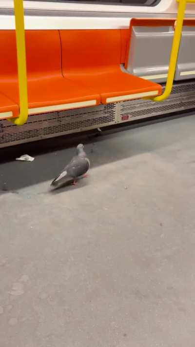 Pigeon cruising through the orange line
