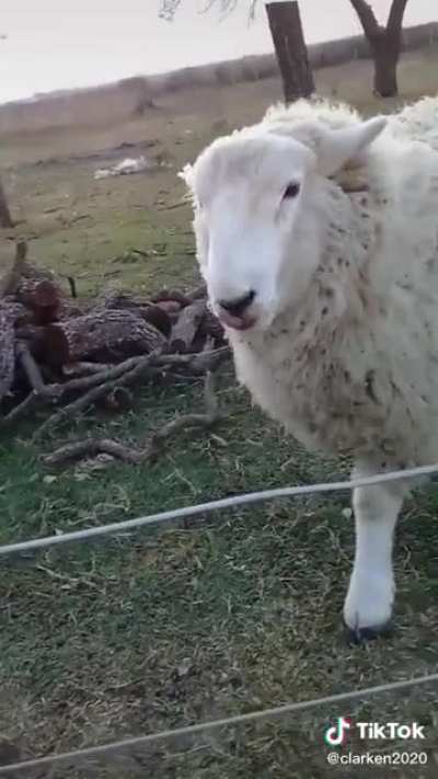 Oscar oscar oscar oscar oscar oscar