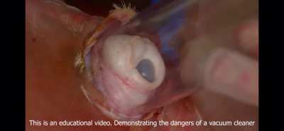 That is a pig eye. 100% credit goes to YouTuber &ldquo;ididathing&rdquo;s video