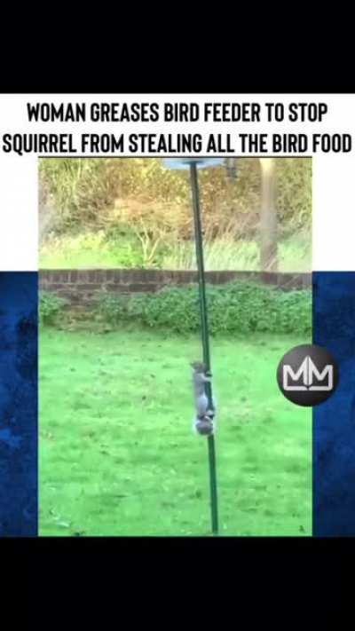 Silly squirrel