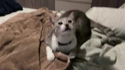 My cat is evil