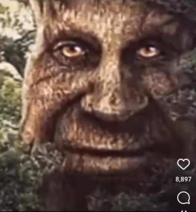 la funny tree me me