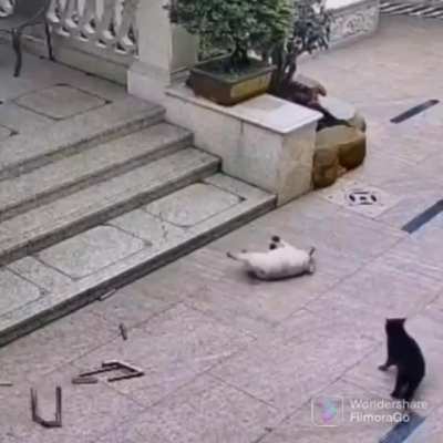 "Псих какой-то, - подумал Котик, пойду-ка я отсюда"