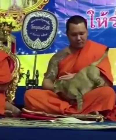 Буддист и кот