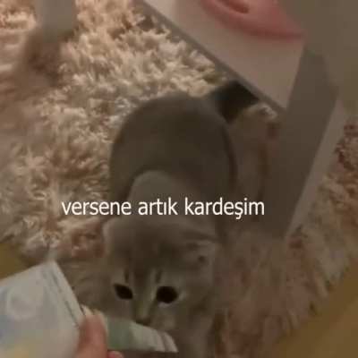 Ulan k&uuml;&ccedil;&uuml;c&uuml;k kedi bile olayın ne olduğunu anladı bizim gerizekalılar hala amerika bizi kıskanıyor dolar yakma dolar boykotu derdinde &uuml;lke daha sıkıntılı daha diktat&ouml;rce olsa şu alttaki kediyi bile hapise tıkacaklarına dair yemin edebilirim ama kanıtlayama