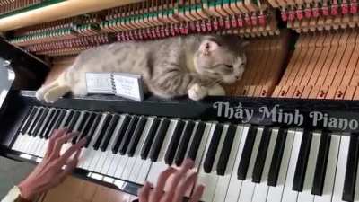 I’ve only ever seen the piano structure in cartoons