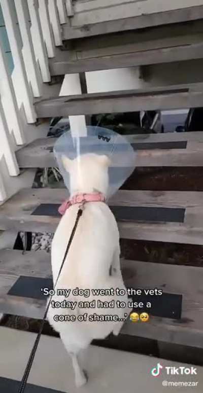 Cone of shame and stairs