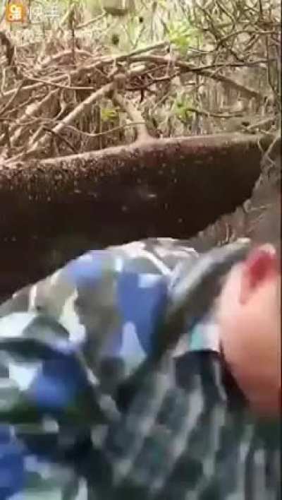 "Let's harass this bee hive!"