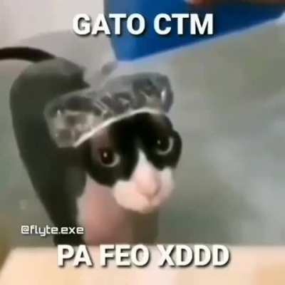 Gato qliao feo siono