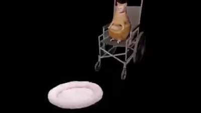 cat in a wheelchair lol