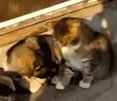 Best buddies