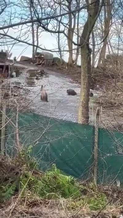 🔥 Emus on Ice