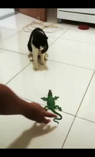 режим кОтопультирования
