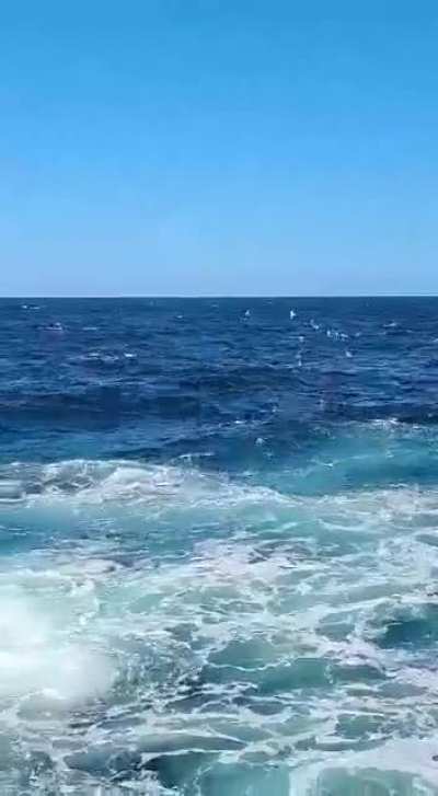 Man eaten by shark in (where else)&hellip;.. Australia