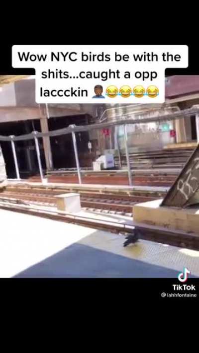 new york pigeons push fellow pigeon onto oncoming train