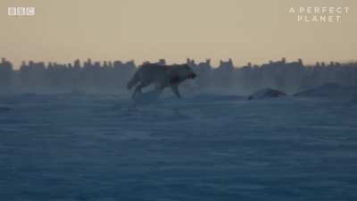 When Arctic Hares get their fluffy winter coats, they start moving in huge herds.