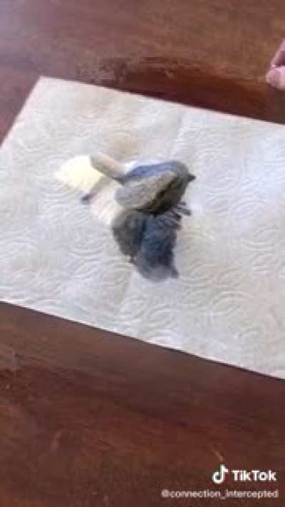 Breaking reality with a bird in the hand