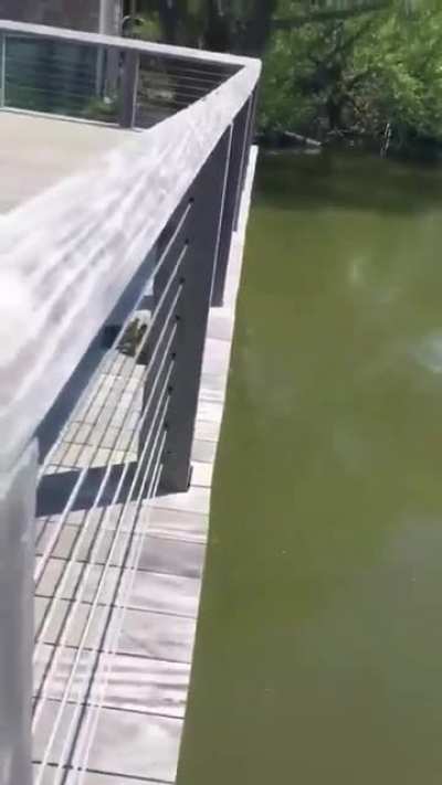 That last one did a back flip!