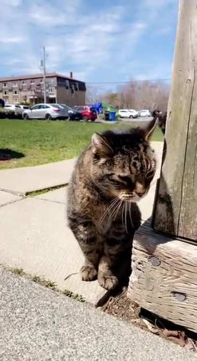 Can&rsquo;t walk past Tom without being yelled at