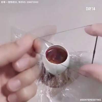 chicken being grown in the duck eggshell