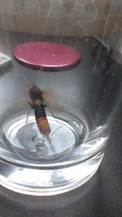 Some sort wasp or hornet? Has what looks like a very long stinger 🤔 Is in the UK if that helps 🇬🇧